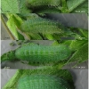 pol icarus larva4 volg12